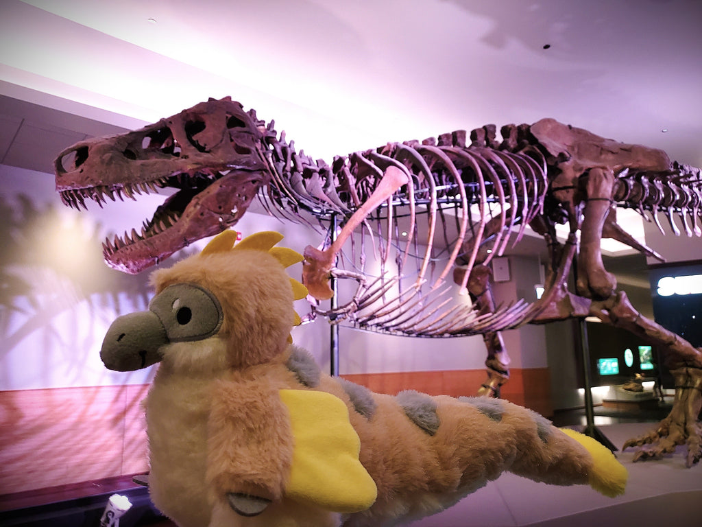 Plush toy of Chai Latte the utahraptor in front of a dinosaur skeleton